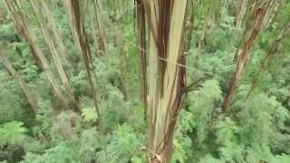 Dandenong Ranges National Park - Melbourne's Dandenong Ranges