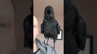 Poor boy, had a little surgery today, ongoing feather issue was removed, this is every 4 to