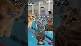고양이가 생존수영을 가면 생기는 일