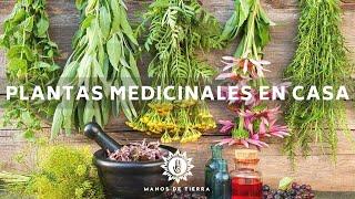 La Mejor Medicina Natural Que Debes Tener En Casa / Plantas Medicinales/ Herbolaria En Casa🪴