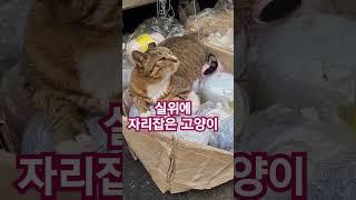 등대와설중사tv# 망고  고양이#그기 들어가면 안돼요#shorts