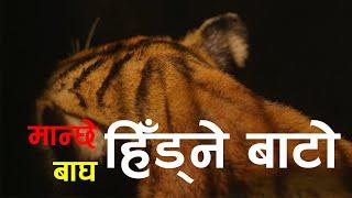 Journey of a conflict causing Tiger in Nepal | A hawapaninepal Documentary