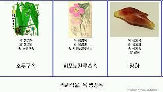 속씨식물, 목 생강목 angiosperms 부채파초속 칸나과 생강과 헬리코니아속 좁은부채파초 생강아과 마란타과 소두구속 칸나속 헬리코니아과 울금속 아쿠미나타 향두구 발비시아나