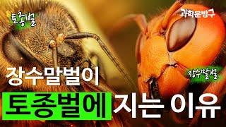 토종벌은 어떻게 장수말벌을 이길까? #장수말벌#토종벌#꿀벌