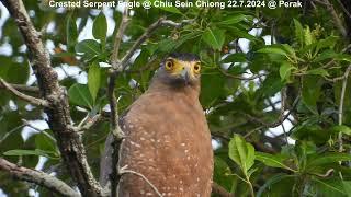 Crested Serpent Eagle @ Chiu S C DSCN0136