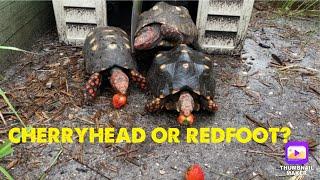 CHERRYHEAD OR REDFOOT TORTOISE? WHICH IS IT?