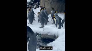 #calgaryzoo #ytshorts #youtubeshorts #ytshortsvideo #trending #animals #cute #ytshort #viral #video