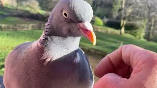 Wood pigeon spa