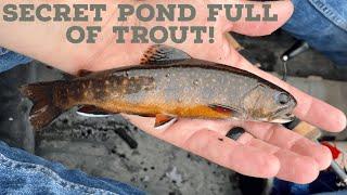 Secret Pond Full of NATURAL Brook Trout | Algonquin Park Summer Brook Trout Fishing