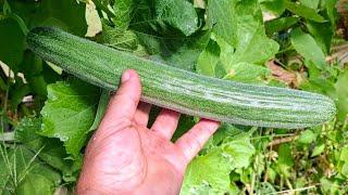 Loofah (Luffa aegyptica) -  the edible bathroom sponge