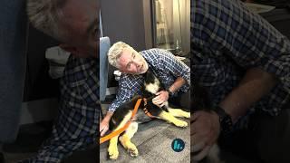 ALERT  There are puppies in the studio!  #puppy #dog