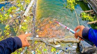 EDAN‼️ UMPAN BELUM TURUN UDAH DIHADANG RIBUAN IKAN || mancing ikan nila dan mancing ikan red devil