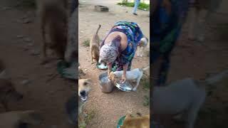 Feeding my community dogs