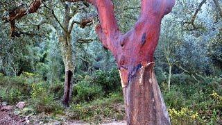 El corcho, una alternativa laboral sostenible para neorrurales en la Sierra de Espadán