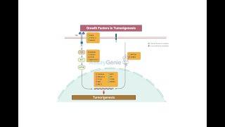 Growth Factors Can Cooperate to Promote Tumorigenesis