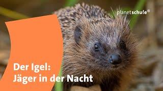 The Hedgehog - Hunter in the Night | Planet School