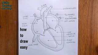 how to draw human heart diagram easy/human heart drawing