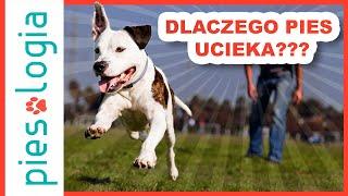 Dlaczego pies ucieka?