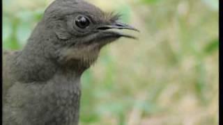 Attenborough: the amazing Lyre Bird sings like a chainsaw! Now in high quality | BBC Earth