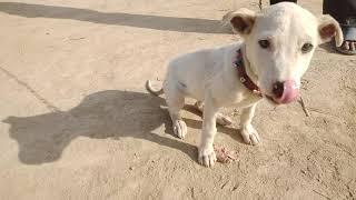 Puppy On Walking | Discover With Noman