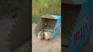 Best Cardboard Bird Trap - Easy Quail Trap  #shortvideo #creative #kp