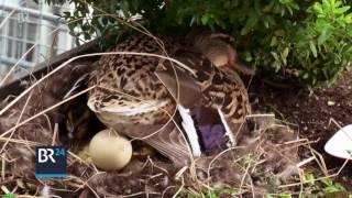 Daisy, the duck von der Dachterrasse | BR24