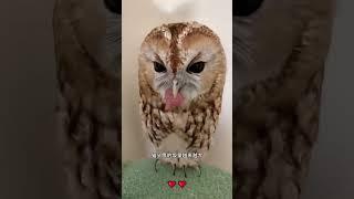 小姐姐救助落水的貓頭鷹 #人與動物和諧共處 #動物救助 #愛護動物尊重生命