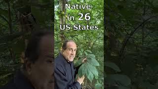 How to FIND wild Pawpaw fruit (Paw Paw, Asimina triloba).  #pawpaw #garden #gardening