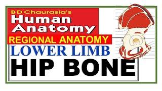 Chp2 | Hip Bone | Ilium | Ischium | Pubis | Pelvic Girdle | Lower Limb | BD Chaurasia