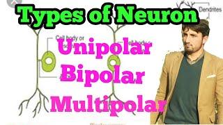 Types of Neuron (Uni polar bipolar and Multipolar Neuron) 2nd year Biology Chapter 17 urdu/hindi