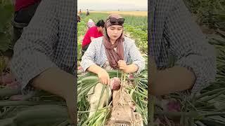The process of cleaning the onion root