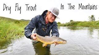 Mountain Trout On Dry Fly