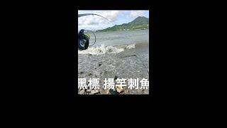 【淡水河釣魚】淡水河 無人島釣黑格 #shorts #淡水河釣魚 #淡水河釣點