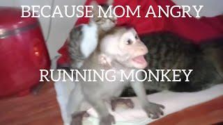 monkey child cries and gets angry at being scolded for being naughty