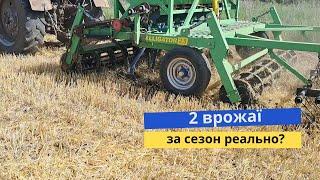 Післяжнивний соняшник після озимого ячменю | Прямий посів по стерні | Алігатор шурує