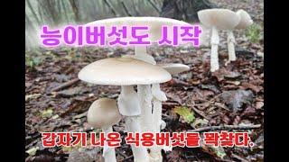 9월15일 엄청나게 나온 버섯들! 가리비 껍질에 구어보자!