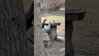 Gather at the water hole Turkeys #nature #outdoors #wildlife #funoutdoors #nature  #fun