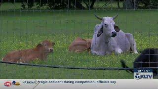 East Texas farmers see improved grazing conditions