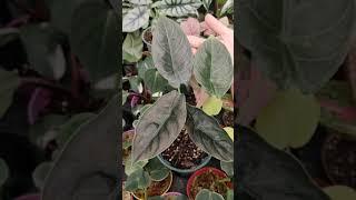 Jewel Alocasia  Alocasia azlanii for sale | my home nature