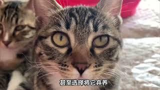 狸花猫“弃养率”不断攀升，这是为什么？看完你就明白了