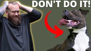 WHY YOU SHOULDN'T GET A STAFFORDSHIRE BULL TERRIER