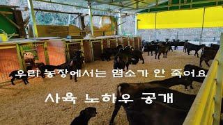 염소 폐사율 1%, 사육 노하우 공유 / 보고 배워서 써먹자