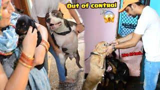 Mafia Rottweiler wale Puppy Ko Dekhkar out off control Ho Gaya  | Rottweiler bites Pitbull dog 