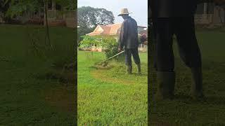 Cutting grass Ep05099