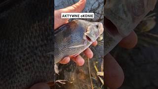 JESIENNE OKONIE ŻERUJĄ #spinning #ultralightfishing #okonie #fishing #wędkarstwo