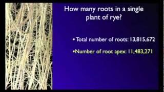 Stefano Mancuso: The roots of plant intelligence