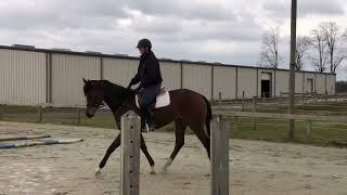 SUM RETURN - Adoptable Thoroughbred Mare - New Vocations Racehorse Adoption Program