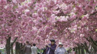 Cherry blossoms in Brooklyn have hit peak bloom