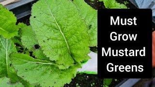 Grow mustard greens for a super early spring harvest