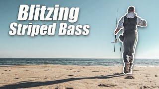 Blitzing Striped Bass Chasing Down Long Island Beaches - Surf Fishing Fall Run + Dolphin Sighting